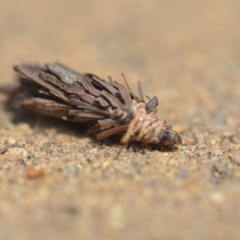 Hyalarcta huebneri (Leafy Case Moth) at QPRC LGA - 17 Oct 2018 by natureguy