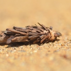 Hyalarcta huebneri at Wamboin, NSW - 17 Oct 2018