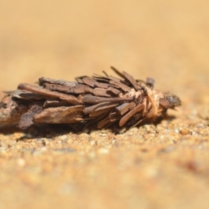 Hyalarcta huebneri at Wamboin, NSW - 17 Oct 2018 04:38 PM