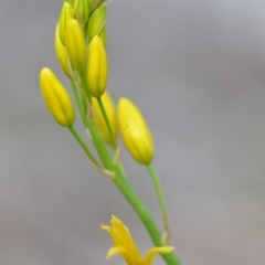 Bulbine glauca (Rock Lily) at Wamboin, NSW - 17 Oct 2018 by natureguy