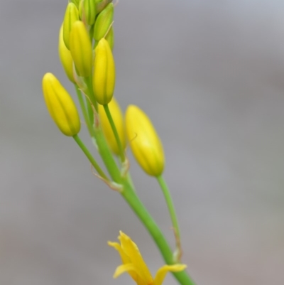 Bulbine glauca (Rock Lily) at QPRC LGA - 17 Oct 2018 by natureguy