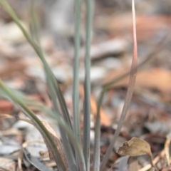 Bulbine glauca at Wamboin, NSW - 17 Oct 2018 04:41 PM