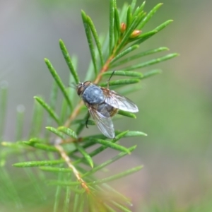 Calliphora stygia at Wamboin, NSW - 17 Oct 2018