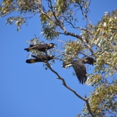 Zanda funerea at Wamboin, NSW - 18 Oct 2018 01:01 PM