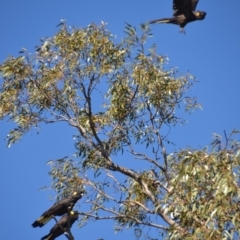 Zanda funerea at Wamboin, NSW - 18 Oct 2018 01:01 PM