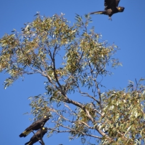 Zanda funerea at Wamboin, NSW - 18 Oct 2018