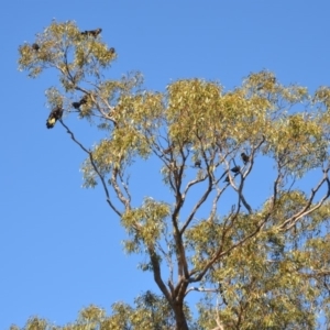 Zanda funerea at Wamboin, NSW - 18 Oct 2018 01:01 PM