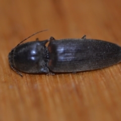 Monocrepidius (genus) (Click beetle) at Wamboin, NSW - 19 Oct 2018 by natureguy