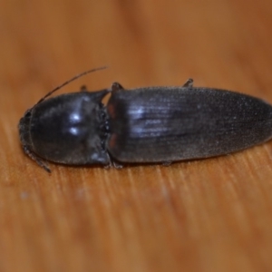 Monocrepidus sp. (genus) at Wamboin, NSW - 19 Oct 2018