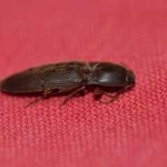 Monocrepidus sp. (genus) at Wamboin, NSW - 19 Oct 2018