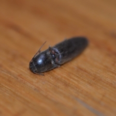 Monocrepidus sp. (genus) at Wamboin, NSW - 19 Oct 2018