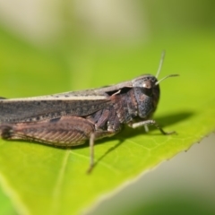 Cryptobothrus chrysophorus (Golden Bandwing) at Wamboin, NSW - 20 Oct 2018 by natureguy