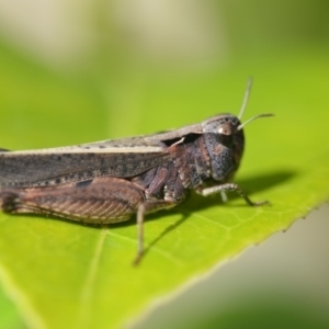 Cryptobothrus chrysophorus at Wamboin, NSW - 20 Oct 2018