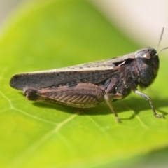 Cryptobothrus chrysophorus at Wamboin, NSW - 20 Oct 2018