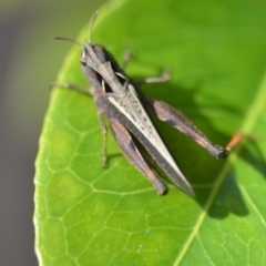 Cryptobothrus chrysophorus at Wamboin, NSW - 20 Oct 2018