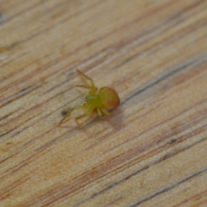 Araneus sp. (genus) at Wamboin, NSW - 20 Oct 2018 06:40 PM