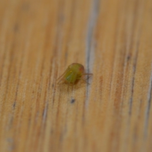 Araneus sp. (genus) at Wamboin, NSW - 20 Oct 2018