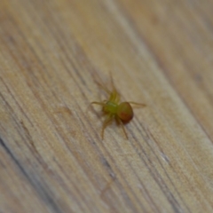 Araneus sp. (genus) at Wamboin, NSW - 20 Oct 2018