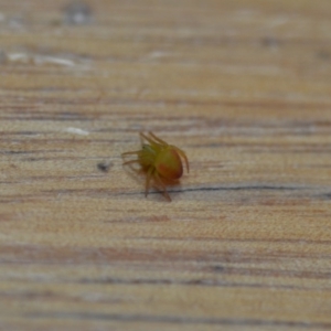 Araneus sp. (genus) at Wamboin, NSW - 20 Oct 2018