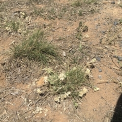 Rytidosperma carphoides (Short Wallaby Grass) at Griffith, ACT - 30 Oct 2018 by ianandlibby1