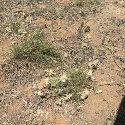 Rytidosperma carphoides (Short Wallaby Grass) at Griffith Woodland - 30 Oct 2018 by ianandlibby1