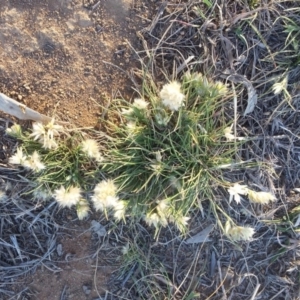 Rytidosperma carphoides at Griffith, ACT - 31 Oct 2018