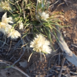 Rytidosperma carphoides at Griffith, ACT - 31 Oct 2018 12:00 AM