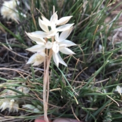 Rytidosperma carphoides at Griffith, ACT - 31 Oct 2018