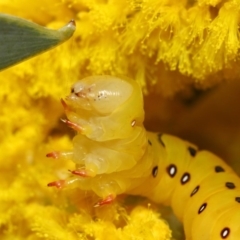 Capusa cuculloides at Acton, ACT - 26 Oct 2018