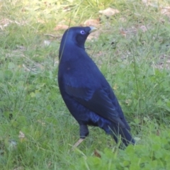 Ptilonorhynchus violaceus (Satin Bowerbird) at Greenway, ACT - 29 Oct 2018 by MichaelBedingfield