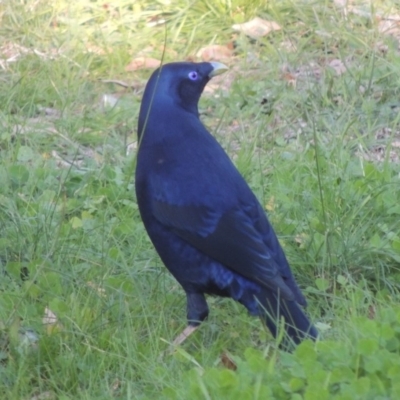 Ptilonorhynchus violaceus (Satin Bowerbird) at Greenway, ACT - 28 Oct 2018 by michaelb