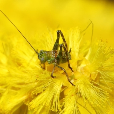 Tettigoniidae (family) (Unidentified katydid) at Acton, ACT - 26 Oct 2018 by TimL