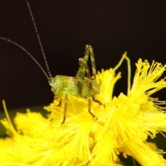 Tettigoniidae (family) at Acton, ACT - 26 Oct 2018 09:17 AM