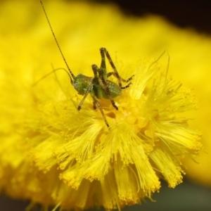 Tettigoniidae (family) at Acton, ACT - 26 Oct 2018