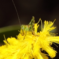 Tettigoniidae (family) at Acton, ACT - 26 Oct 2018 09:17 AM