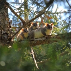 Pseudocheirus peregrinus (Common Ringtail Possum) at Acton, ACT - 30 Oct 2018 by TimL