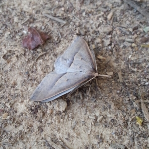 Epidesmia hypenaria at Weston, ACT - 31 Oct 2018