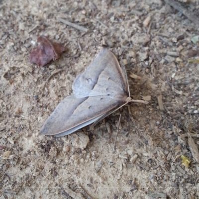 Epidesmia hypenaria (Long-nosed Epidesmia) at Weston, ACT - 30 Oct 2018 by MatthewFrawley