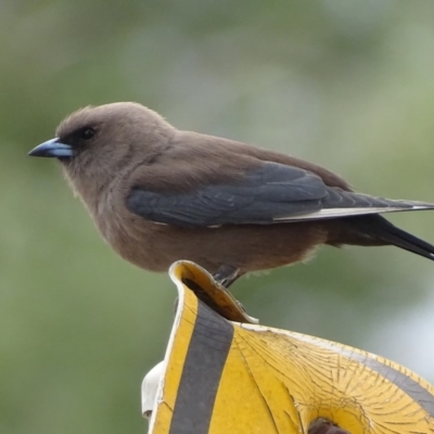 Artamus cyanopterus (Dusky Woodswallow) at Lyneham, ACT - 20 Oct 2018 by roymcd