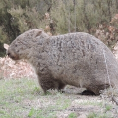 Vombatus ursinus (Common wombat, Bare-nosed Wombat) at Tharwa, ACT - 16 Oct 2018 by michaelb