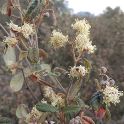 Pomaderris eriocephala (Woolly-head Pomaderris) at Tennent, ACT - 16 Oct 2018 by michaelb