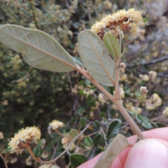 Pomaderris eriocephala at Tennent, ACT - 16 Oct 2018 07:07 PM