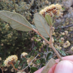 Pomaderris eriocephala at Tennent, ACT - 16 Oct 2018