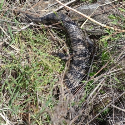 Tiliqua scincoides scincoides (Eastern Blue-tongue) at Urambi Hills - 23 Oct 2018 by roymcd