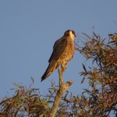 Falco longipennis (Australian Hobby) at Garran, ACT - 27 Oct 2018 by roymcd