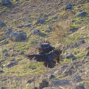 Corvus coronoides at Garran, ACT - 28 Oct 2018 06:37 AM