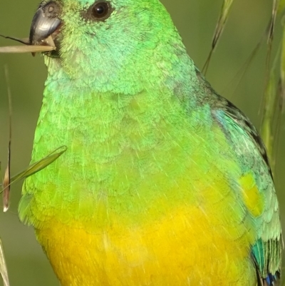 Psephotus haematonotus (Red-rumped Parrot) at Jerrabomberra Wetlands - 29 Oct 2018 by roymcd