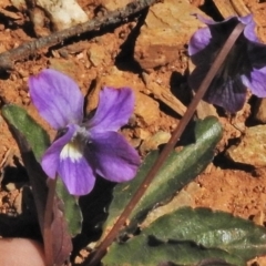 Viola betonicifolia (Mountain Violet) at Tharwa, ACT - 30 Oct 2018 by JohnBundock