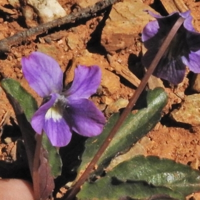 Viola betonicifolia (Mountain Violet) at Tharwa, ACT - 29 Oct 2018 by JohnBundock