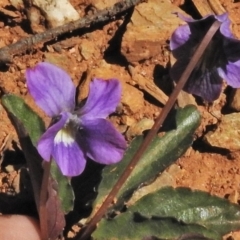 Viola betonicifolia (Mountain Violet) at Tharwa, ACT - 29 Oct 2018 by JohnBundock